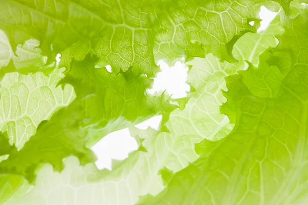 Green Background Salad Lettuc — Stock Photo, Image