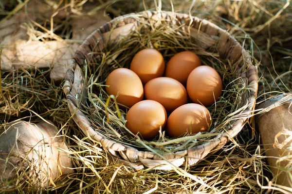 Huevos Marrones Ecológicos Cesta — Foto de Stock
