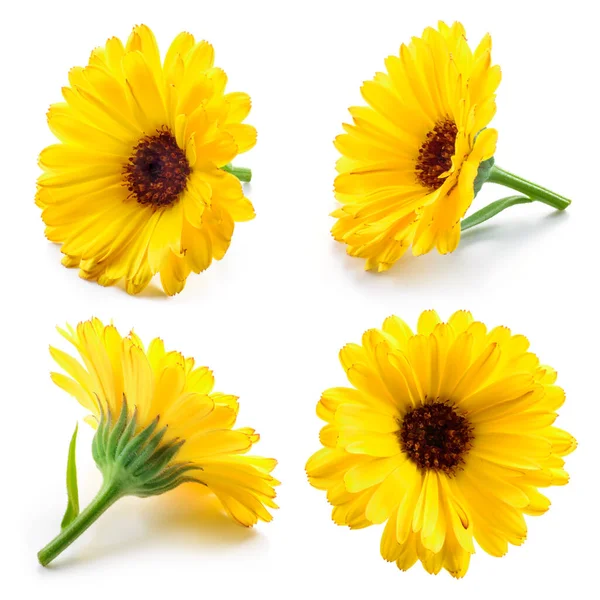 Marigold Flowers Calendula Isolated White Collection — Stock Photo, Image