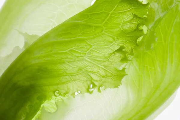 Green Background Salad Lettuce — Stock Photo, Image