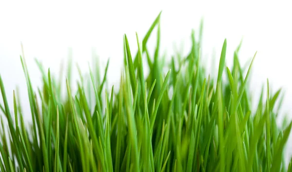 Beyaz Arkaplanda Yeşil Çimen Izole — Stok fotoğraf