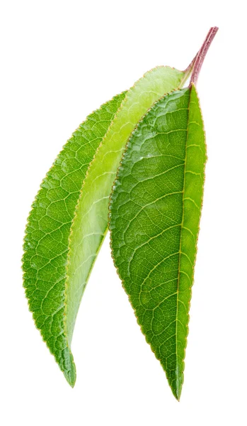 Hojas Cereza Aisladas Sobre Fondo Blanco —  Fotos de Stock