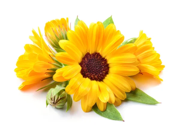 Calendula Blommor Med Blad Isolerade Vitt — Stockfoto