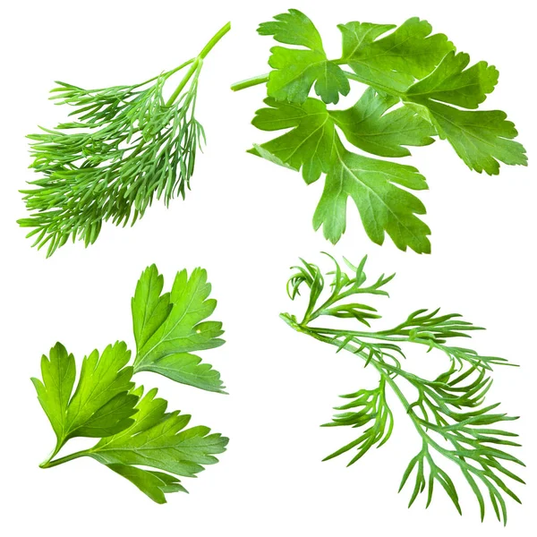 Parsley Dill Isolated White — Stock Photo, Image