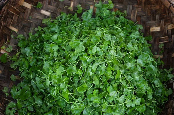 Folhas Coentro Fundo Alimentar Biológico — Fotografia de Stock