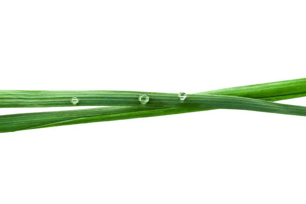白い背景に隔離された草の湿った緑の刃 — ストック写真
