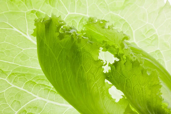 Green Background Salad Lettuce Spring — Stock Photo, Image