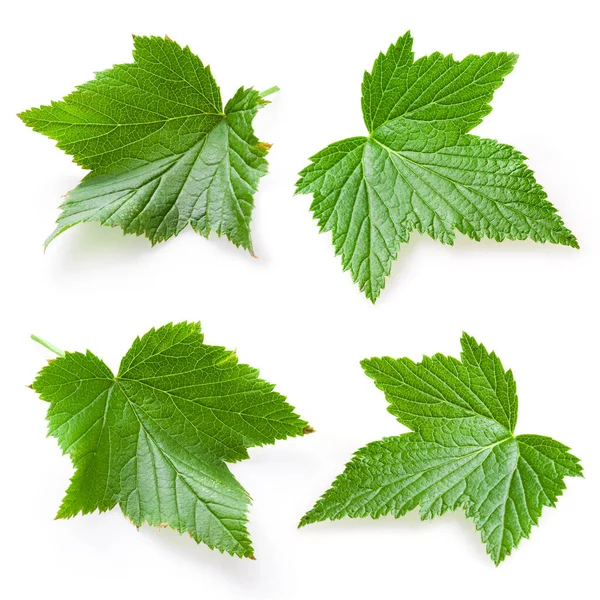 Currant Leaf Isolated Collection — Stock Photo, Image