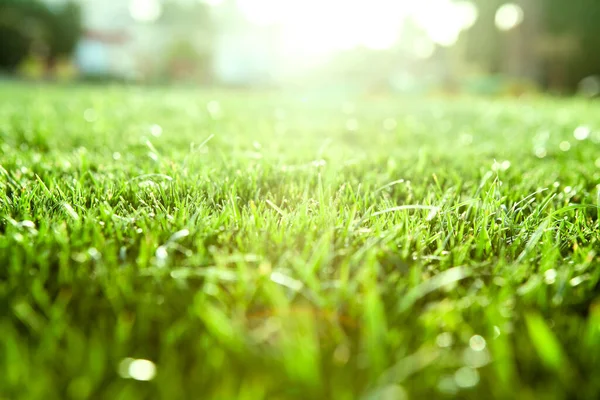 Sfondo Verde Naturale Con Attenzione Selettiva — Foto Stock