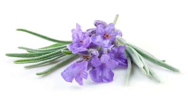 Lavanda Isolada Sobre Fundo Branco — Fotografia de Stock