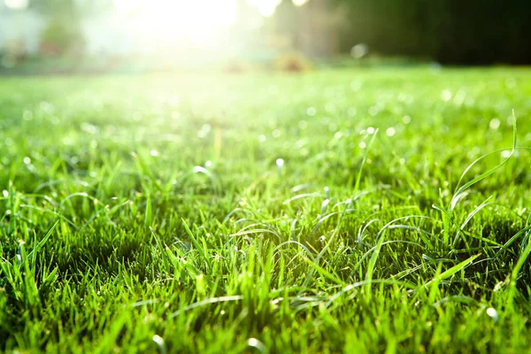 Sfondo Verde Naturale Con Attenzione Selettiva — Foto Stock