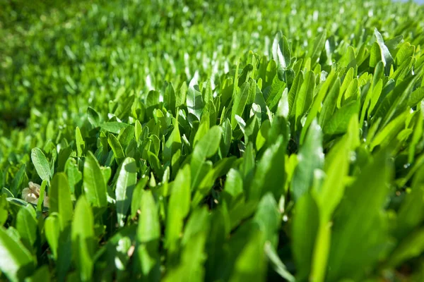 Fond Vert Naturel Avec Mise Point Sélective — Photo