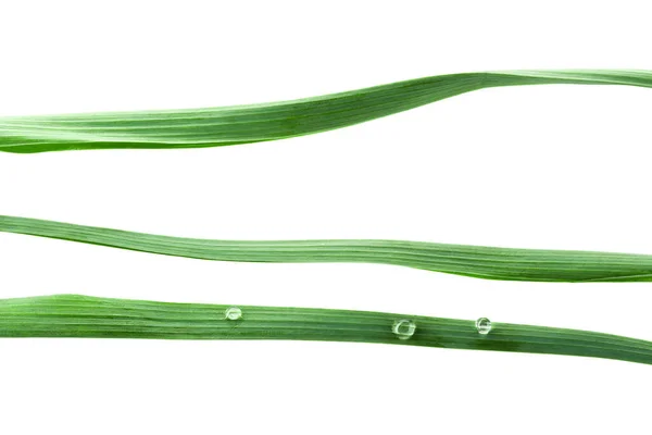 Some Isolated Green Blades Grass — Stock Photo, Image