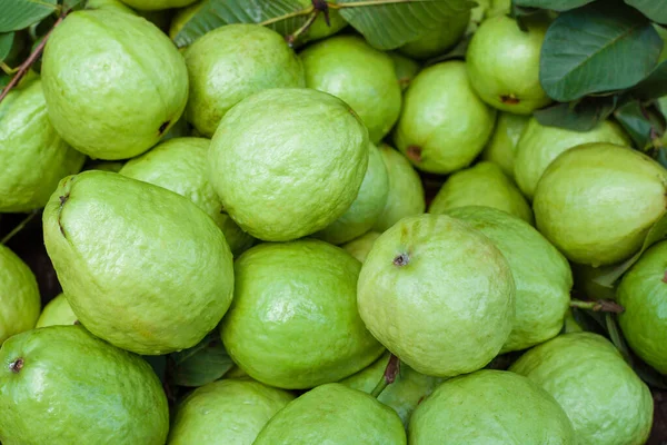 Vers Guave Fruit Groene Achtergrond — Stockfoto