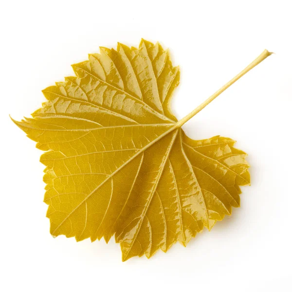 Hoja Uva Enlatada Para Dolma Sobre Blanco — Foto de Stock