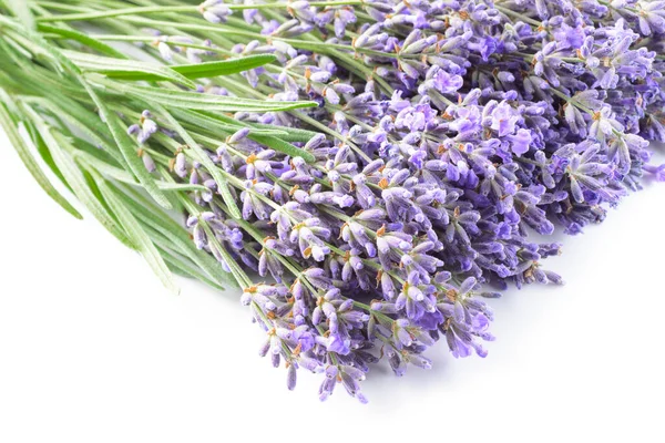 Violet Lavender Flowers Closeup Background — Stock Photo, Image