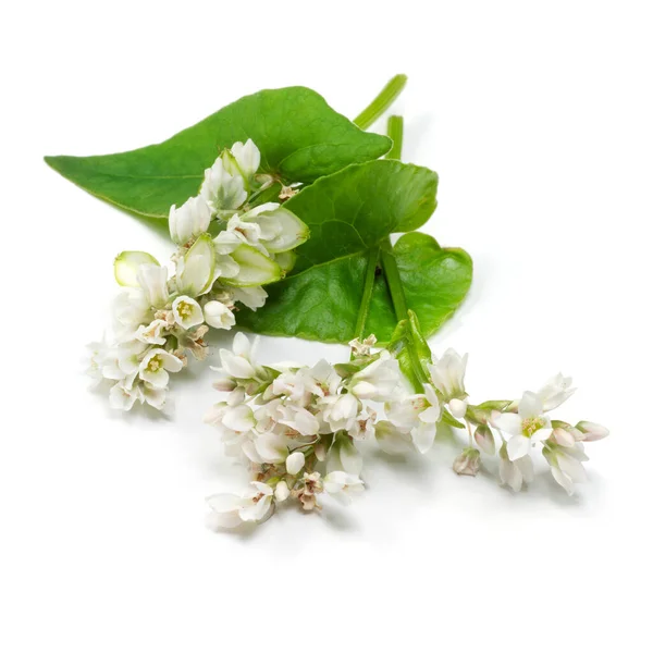 Hajdina Virágok Levelek Elszigetelt Fehér Alapon — Stock Fotó