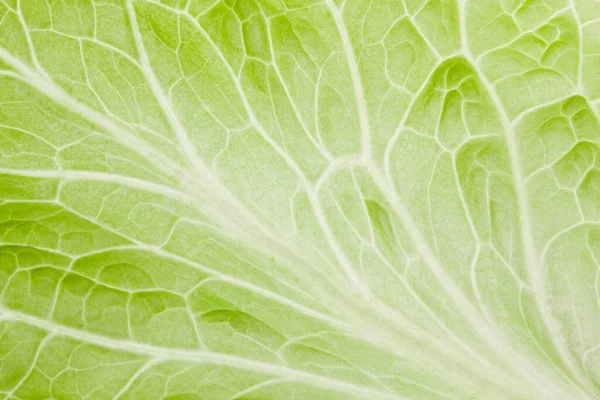 Lettuce Green Spring Background — Stock Photo, Image