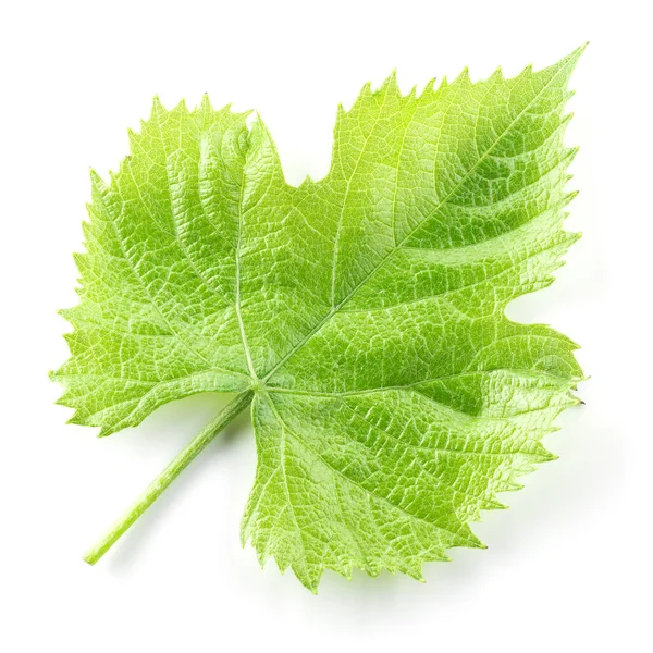 Hoja Uva Aislada Blanco — Foto de Stock