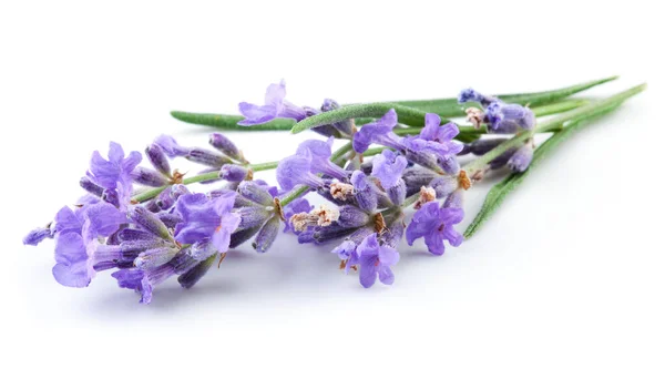 Bunch Lavender Flowers White Background — Stock Photo, Image