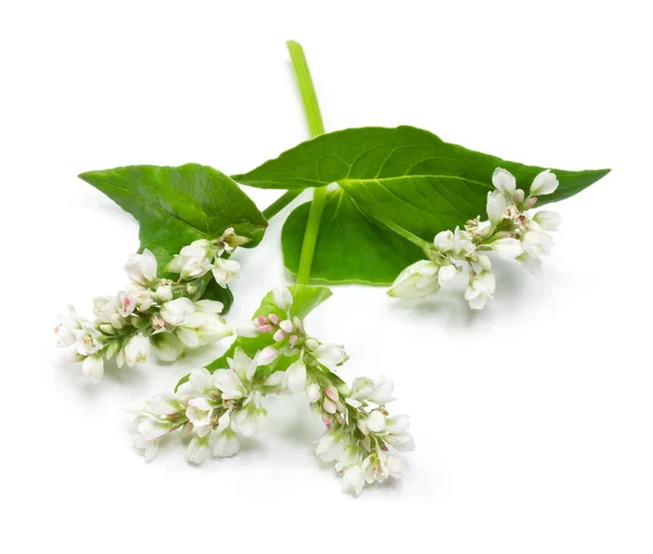 Buckwheat Virágok Elszigetelt Fehér Háttér — Stock Fotó