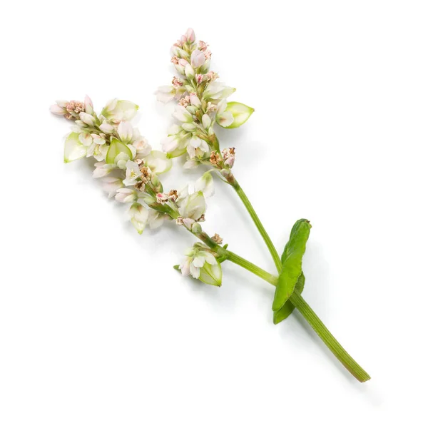 Pohanka Květiny Izolované Bílém Pozadí — Stock fotografie