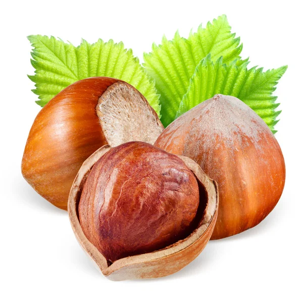 Natural Organic Hazelnuts Leaves — Stock Photo, Image