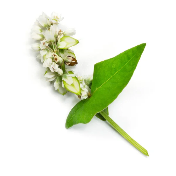 Planta Trigo Sarraceno Flores Aisladas Sobre Fondo Blanco —  Fotos de Stock