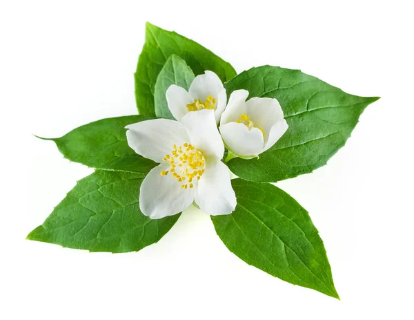 白を背景にしたジャスミンの新鮮な花 — ストック写真