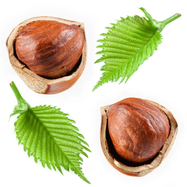 Hazelnut Dengan Daun Koleksi Diisolasi Dengan Warna Putih — Stok Foto