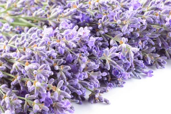 Violet Lavender Flowers Closeup Background — Stock Photo, Image