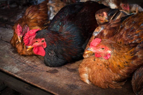 Poules Dans Une Ferme Plein Air — Photo