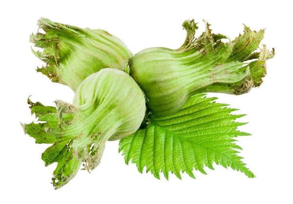 Noisettes Vertes Avec Des Feuilles Isolées Sur Blanc — Photo