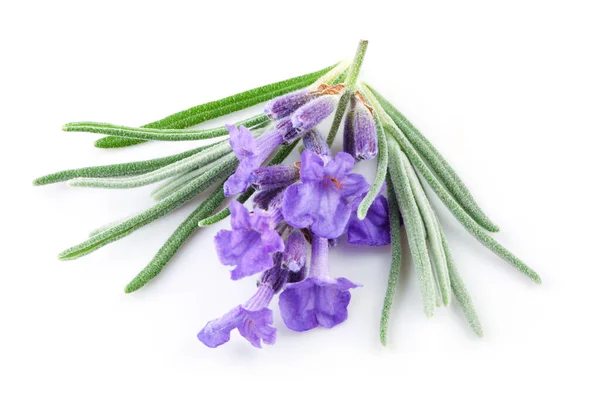 Natural Organic Lavender Isolated — Stock Photo, Image