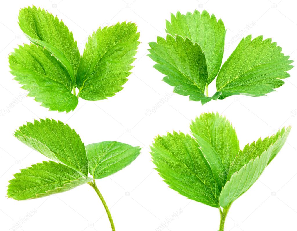 Strawberry leaves isolated on white background. Collection