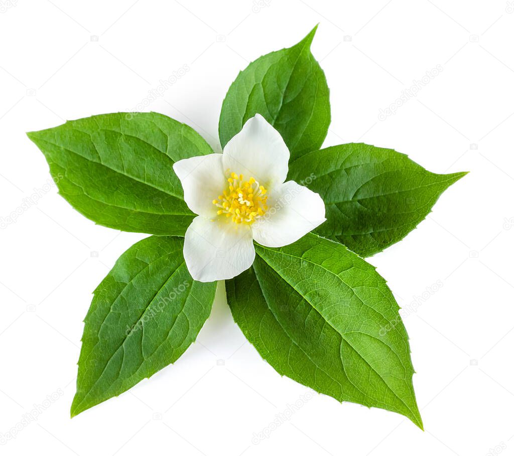 Jasmine flower with leaves on white background
