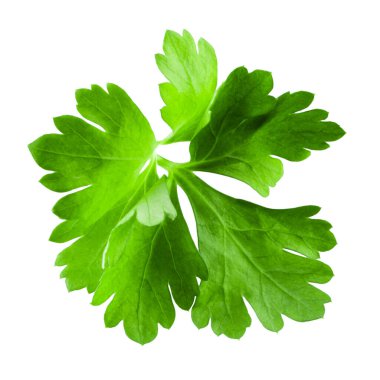 Parsley isolated on white background clipart