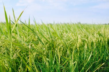 Pirinç tarlası, doğal arka plan