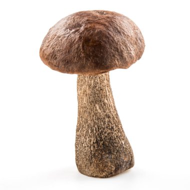 Kahverengi şapka boletus. Orman mantarı beyaz üzerine izole edilmiş.