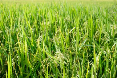 Pirinç tarlası, doğal arka plan