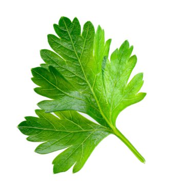 Maydanoz beyaz arkaplanda izole.