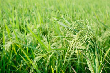 Pirinç tarlası, doğal arka plan