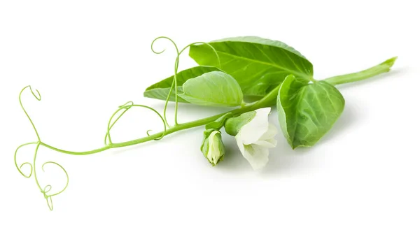 Hojas Guisante Flores Guirnalda Rama Aislada Sobre Blanco —  Fotos de Stock
