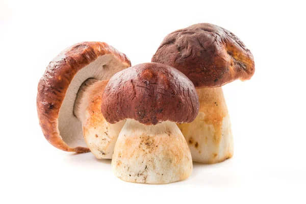 Três Cogumelos Porcini Cep Fundo Branco — Fotografia de Stock