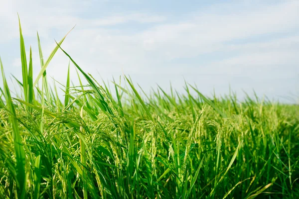 Campo Arroz Fondo Natural — Foto de Stock