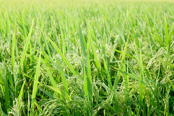 Campo Arroz Fondo Natural — Foto de Stock