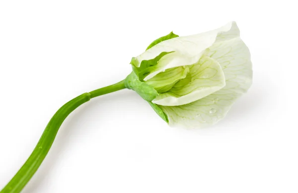 Kwiat Grochu Odizolowany Białym Ścieżką Wycinania — Zdjęcie stockowe