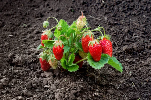 Erdbeerstrauch Wächst Garten — Stockfoto