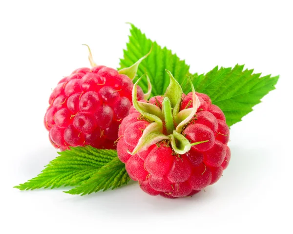 Raspberry Leaves Isolated White — Stock Photo, Image