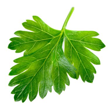 Beyaz arkaplanda maydanoz yaprağı izole.